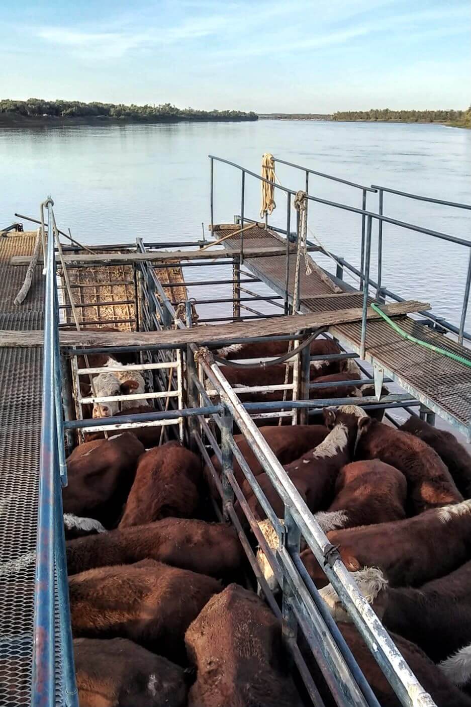 El Niño: en las islas de Santa Fe, aseguran que ya fue evacuada el 70% de la hacienda en peligro 3 WhatsApp Image 2026 10 24 at 08.55.56