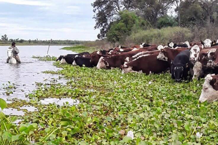El Niño: en las islas de Santa Fe, aseguran que ya fue evacuada el 70% de la hacienda en peligro 2 WhatsApp Image 2026 10 24 at 08.55.57