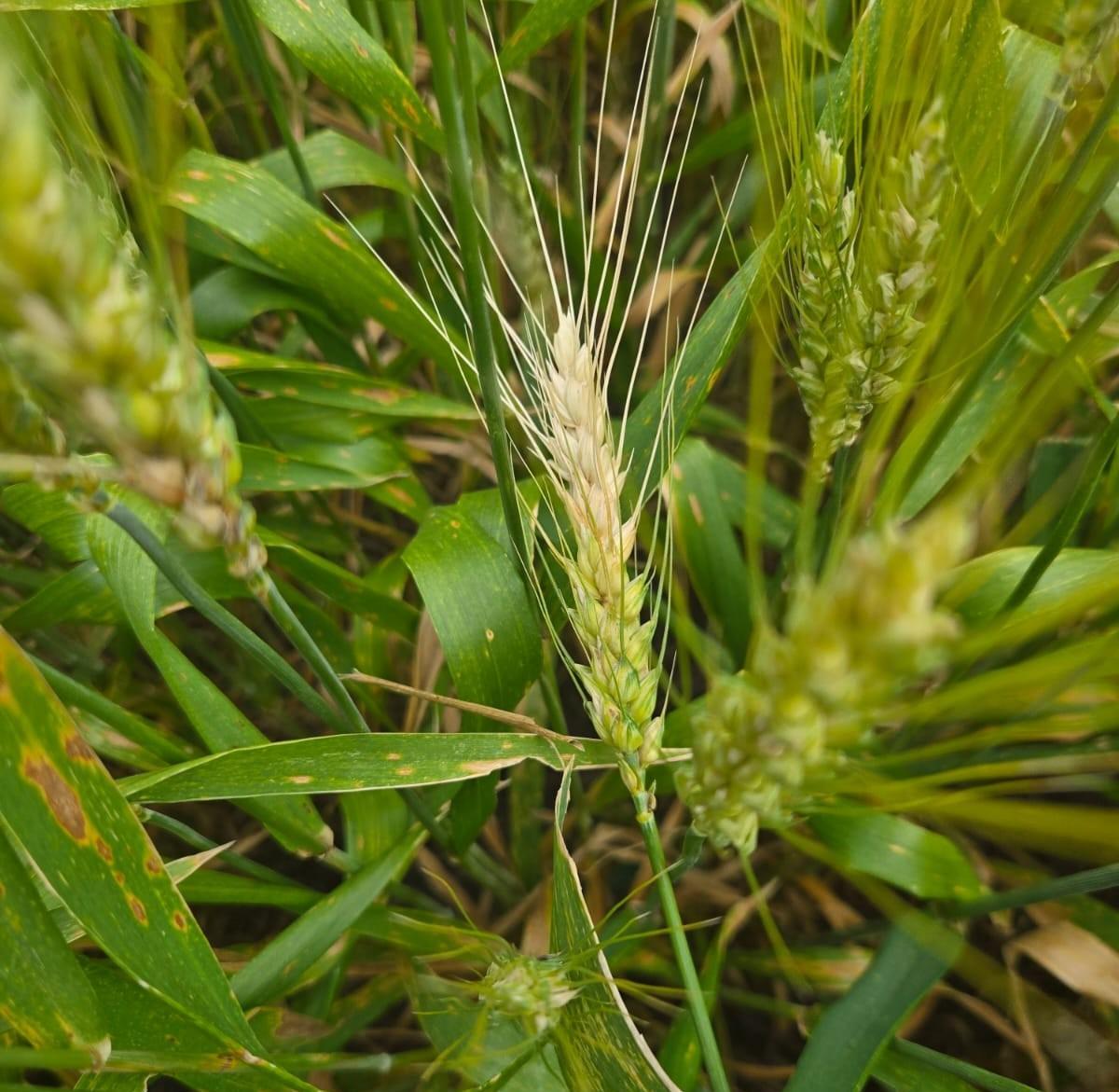 aldao