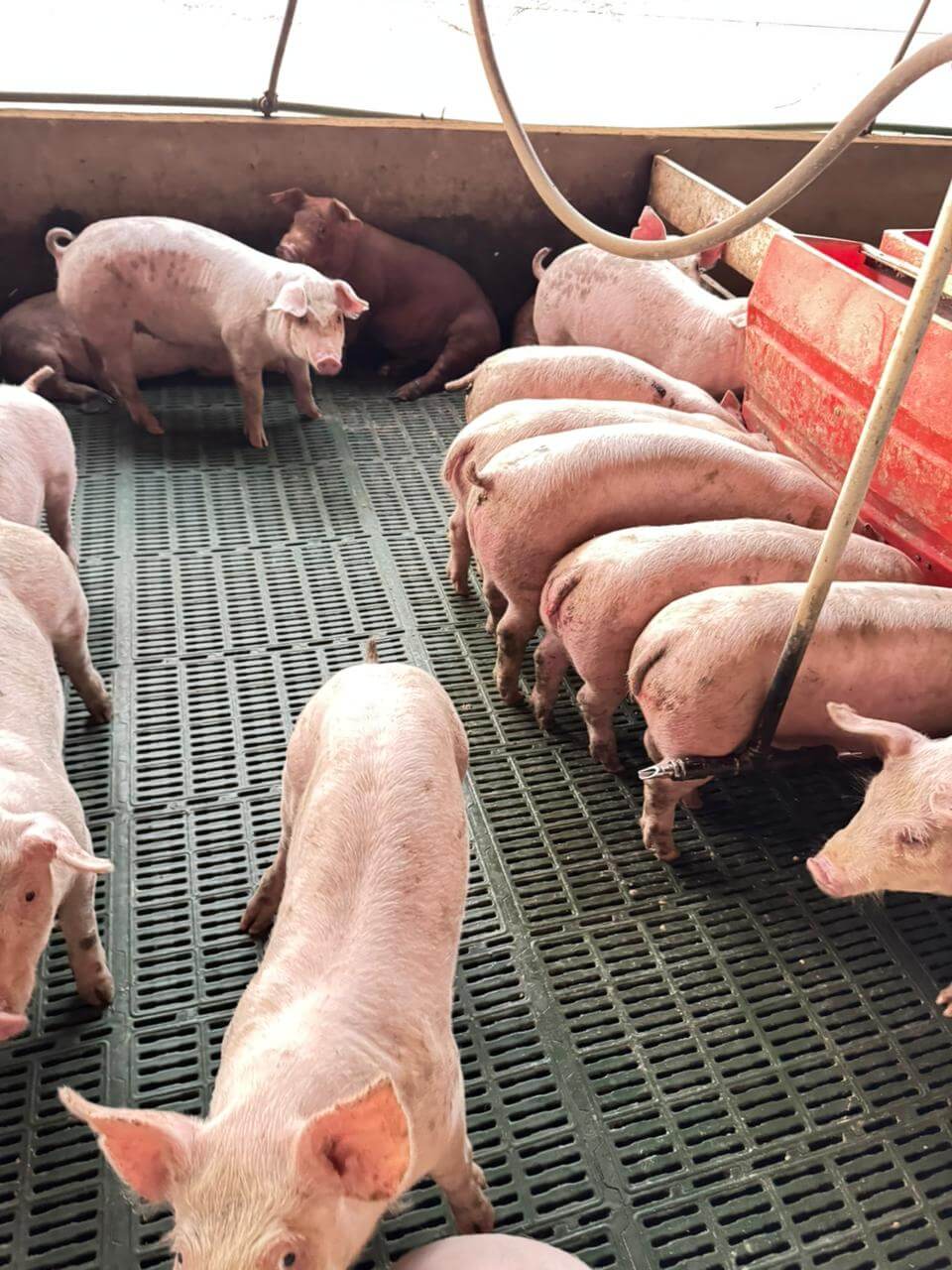 La genética del salame: en Oncativo fortalecen una única raza porcina para mejorar sus chacinados 5 capones oncativo