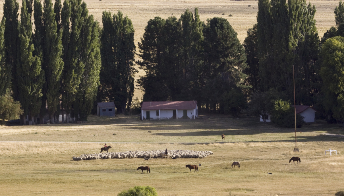 ganado hacienda senasa renspa campo