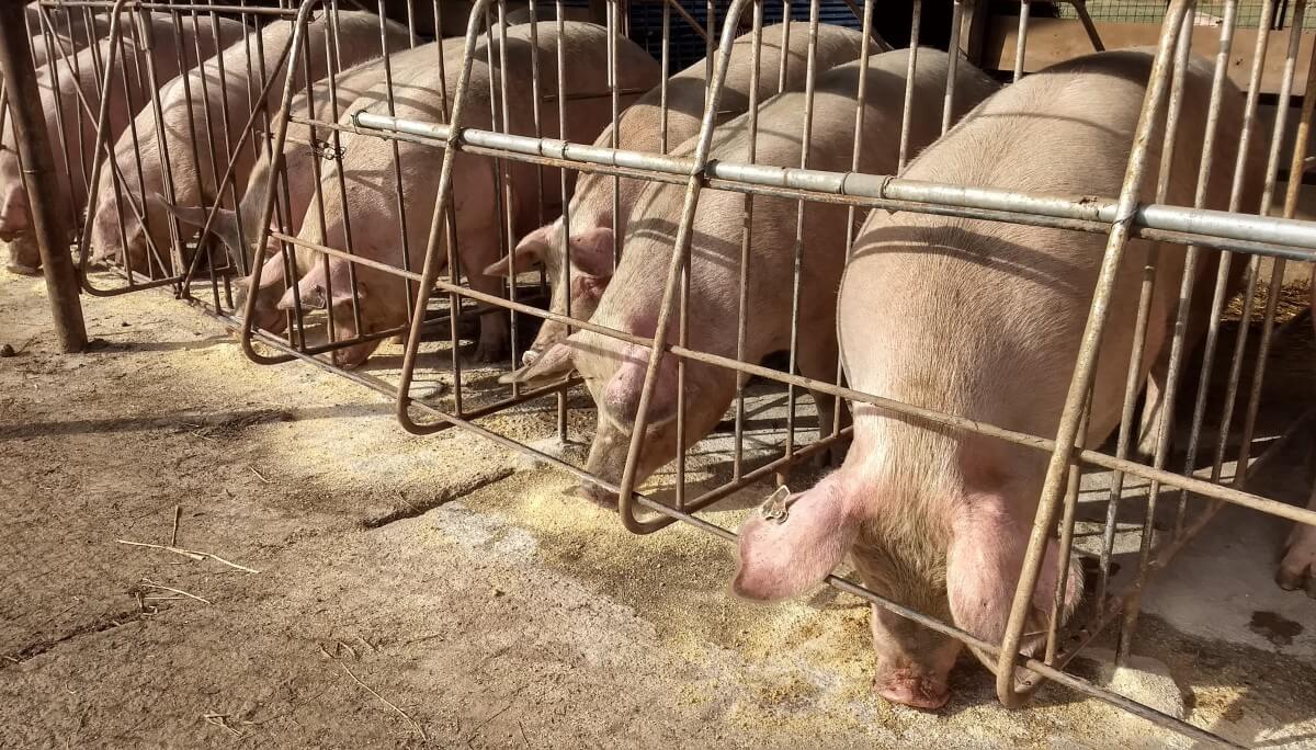 La genética del salame: en Oncativo fortalecen una única raza porcina para mejorar sus chacinados 1 madres porcinas oncativo
