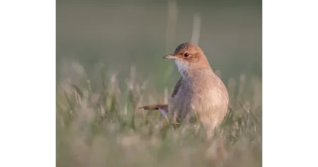 pajaro-hornero