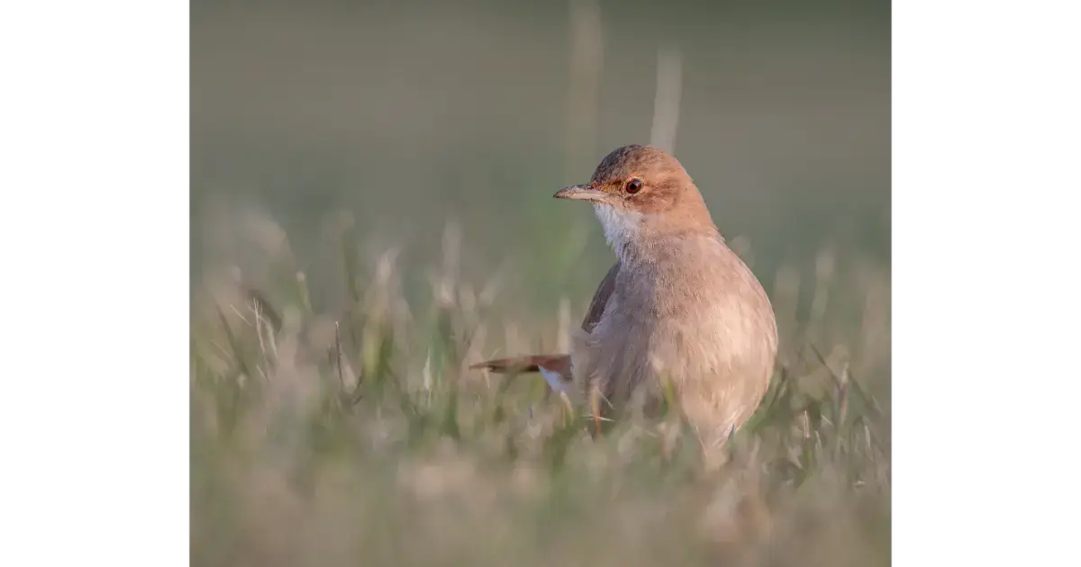 pajaro-hornero