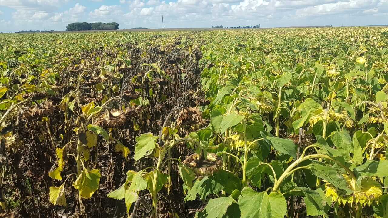 Girasol: “Es hora de repensar estrategias para cada ambiente” 3 phomopsis girasol