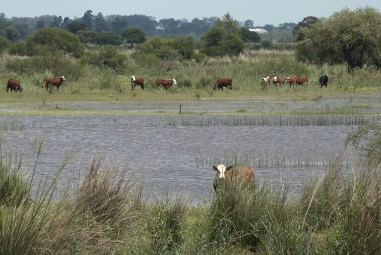 vacas en las islas