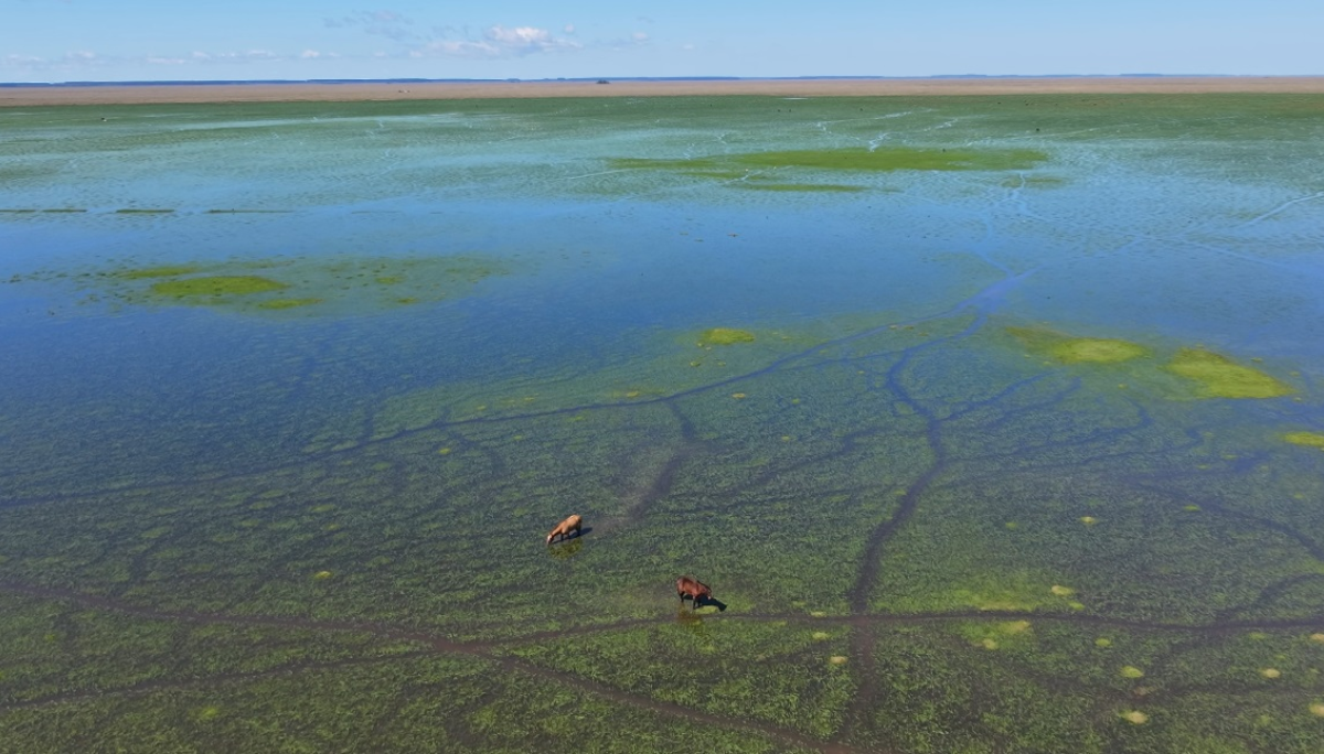 vacas hacienda aisladas islas senasa